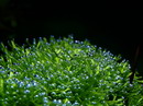 Riccia Fluitans